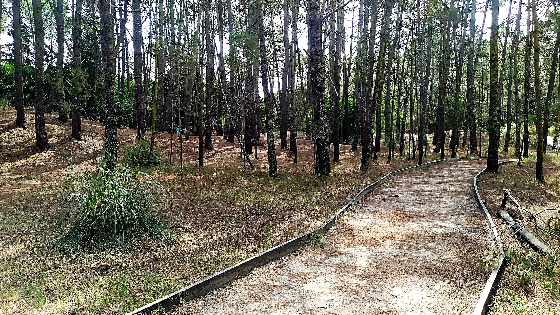 Pasarela de madera entre pinos, Mar de las Pampas