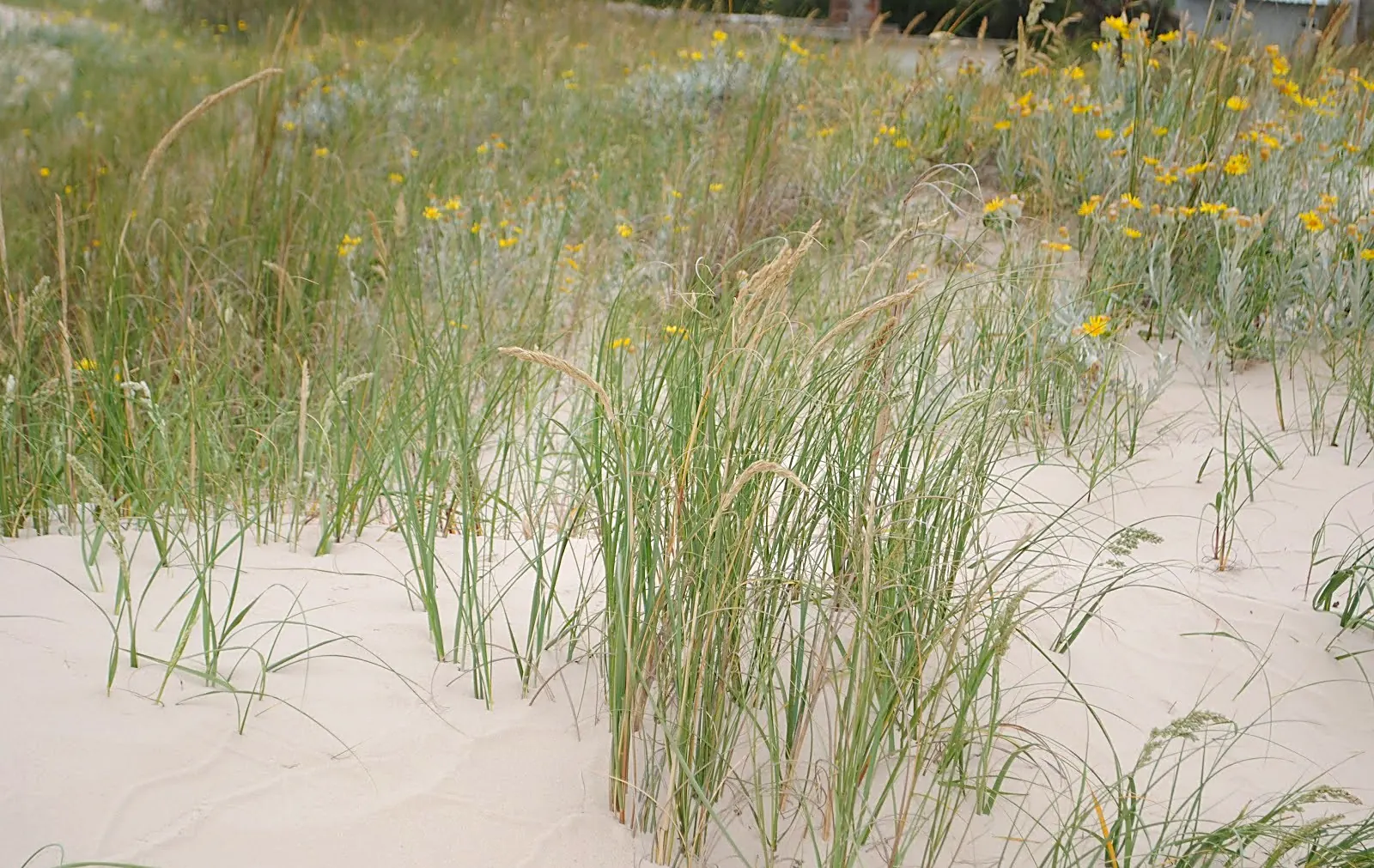 Spartina ciliata- Canelones, Shangrilá, Sobre dunas al margen del Río de la Plata 9