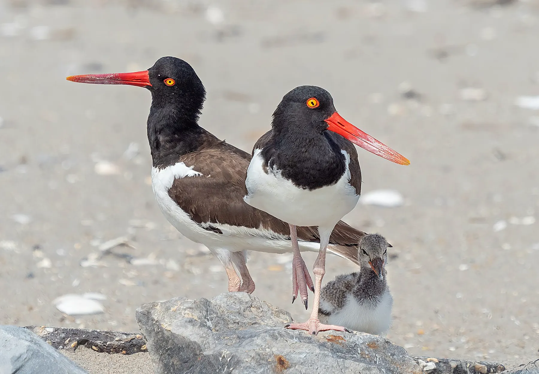 American oystercatchers at Fort Tilden (60747)