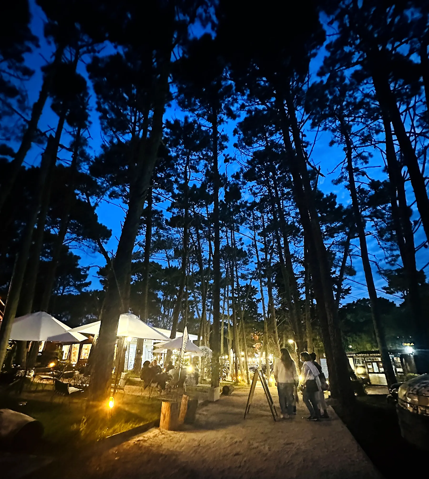 Luces de un patio gastronómico entre los pinos, de noche